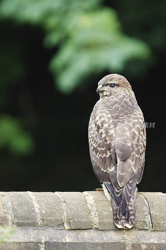 常见的秃鹰(Buteo Buteo)